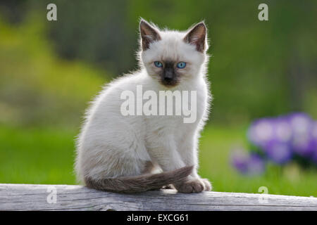 Kitten Siamese, few weeks old sitting on log in yard Stock Photo