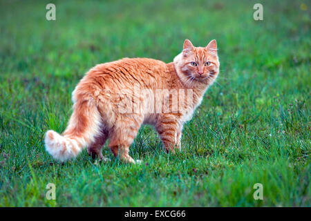 Cat ginger tabby standing in meadow. Stock Photo