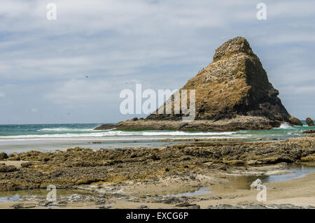 Water fowl nesting area on the Oregon coast Stock Photo