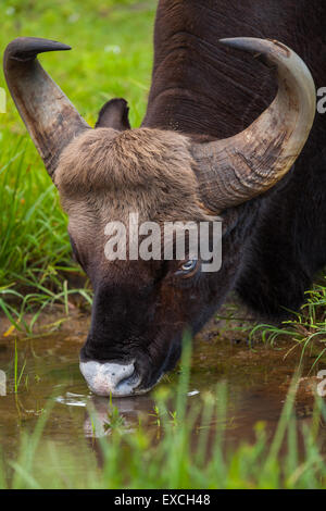 Indian Gaur, Bison, Bison Drinking water. Stock Photo