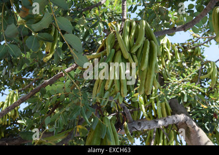 Carob pods hanging on a carob tree Stock Photo