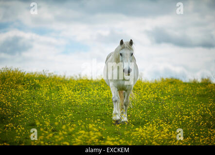Pictured horse in a field of wild flowers  Winsford is a town and civil parish within the unitary authority of Cheshire West and Stock Photo