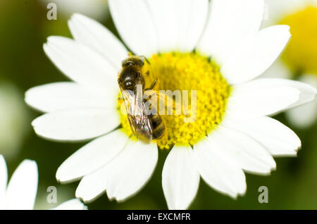 Small sweat bee covered in pollen on a corn chamomile flower Stock Photo