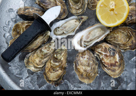 Porlock Bay Oysters which are being bred for the first time in 120 ...