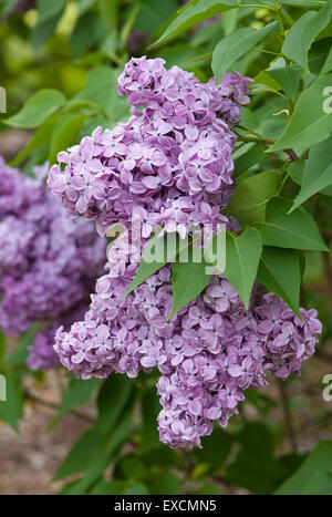 Lilac - Syringa vulgaris Congo Stock Photo