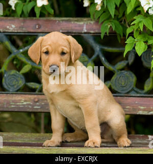Cute Labrador Retriever Puppies On Dark Background Stock Photo Alamy