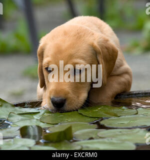 puppy drinking from water feature Stock Photo