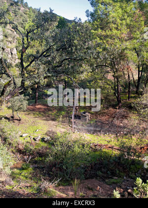 Close feeding site for Iberian Lynx, Lynx pardinus, in Sierra de Cardeña-Montoro Natural Park. Andalusia. Spain. Stock Photo