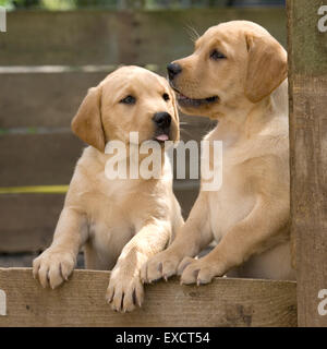 two labrador retriever puppies Stock Photo