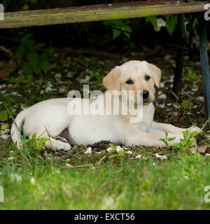 yellow labrador puppy Stock Photo