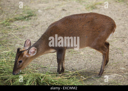Chinese muntjac (Muntiacus reevesi), also known as the Reeves's muntjac at Liberec Zoo in North Bohemia, Czech Republic. Stock Photo