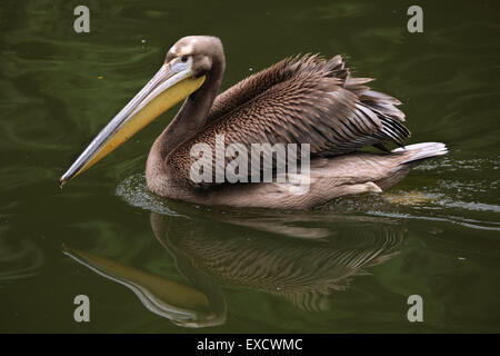 Grey pelican (Pelecanus philippensis), also known as the spot-billed pelican at Liberec Zoo in North Bohemia, Czech Republic. Stock Photo