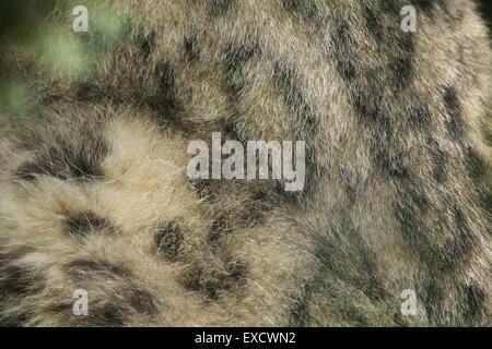 Snow leopard (Panthera uncia) fur texture. Wildlife animal. Stock Photo