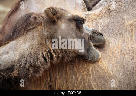 Domestic Bactrian camel (Camelus bactrianus) at Liberec Zoo in North Bohemia, Czech Republic. Stock Photo