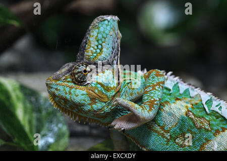 Veiled chameleon (Chamaeleo calyptratus), also known as the Yemen chameleon at Liberec Zoo in North Bohemia, Czech Republic. Stock Photo