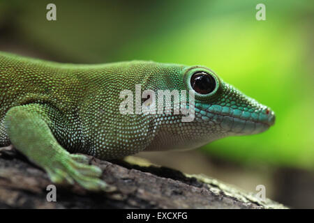 Koch's giant day gecko (Phelsuma madagascariensis kochi), also known as the Madagascar day gecko at Liberec Zoo, Czech Republic. Stock Photo