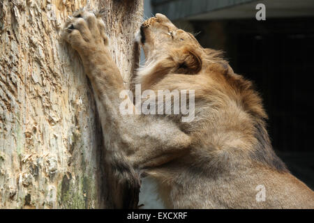 Barbary lion (Panthera leo leo), also known as the Atlas lion at Liberec Zoo in North Bohemia, Czech Republic. Stock Photo