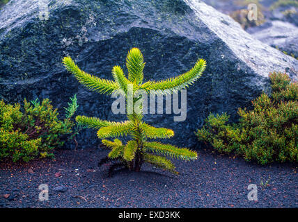 A sapling monkey puzzle tree growing in the dark volcanic soils of Conguillío National Park in Chile Stock Photo