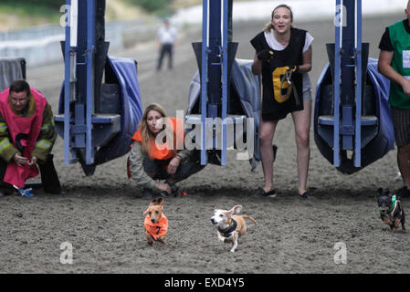 Vancouver, Canada. 11th July, 2015. Dog owners watch their dogs race from the starting gate during the Wiener dog races at Hastings Racecourse in Vancouver, Canada, July 11, 2015. Seventy-two Wiener dogs participated in the 7th annual Wiener dog races here on Saturday. Credit:  Liang sen/Xinhua/Alamy Live News Stock Photo