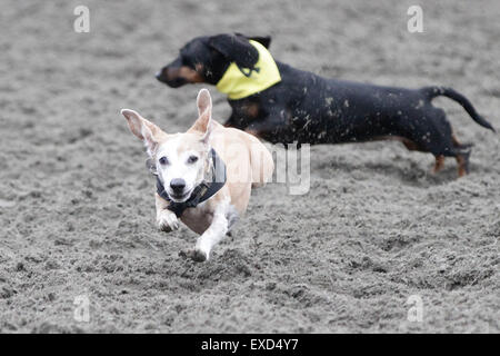 Vancouver, Canada. 11th July, 2015. Dogs compete on the racing track during the Wiener dog races at Hastings Racecourse in Vancouver, Canada, July 11, 2015. Seventy-two Wiener dogs participated in the 7th annual Wiener dog races here on Saturday. Credit:  Liang sen/Xinhua/Alamy Live News Stock Photo