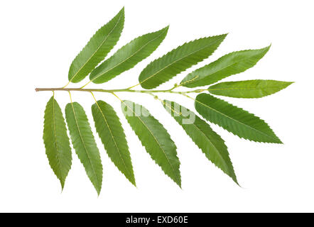 Chestnut branch isolated on white background Stock Photo