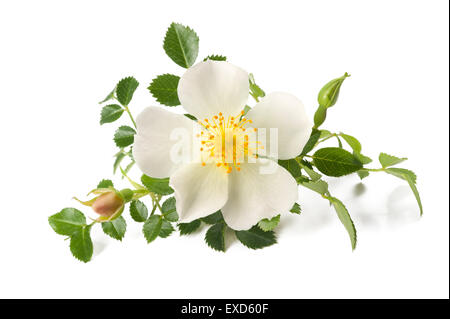 rose flower isolated on white background Stock Photo - Alamy