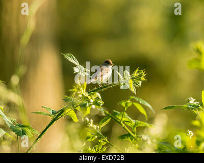 British Fledgling Wren depicted posturing on an green bramble branch, bathed in early evening sunlight. Stock Photo