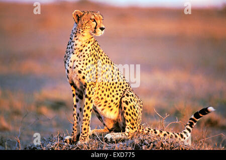 Cheetah sitting in Savannah in late afternoon sunlight Stock Photo