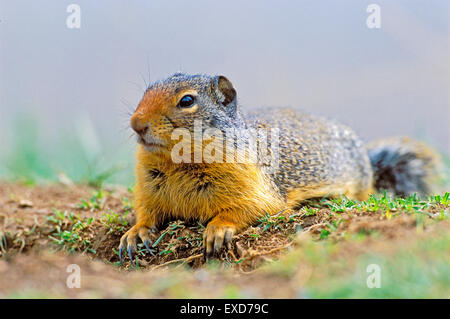 Columbian Ground Squirrel laying in grass at den site. Stock Photo