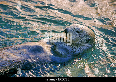 Sea otter floating on its back, evening sunlight