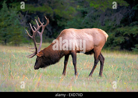 Wapiti Elk, large bull grassing, Rocky Mountains, Canada Stock Photo