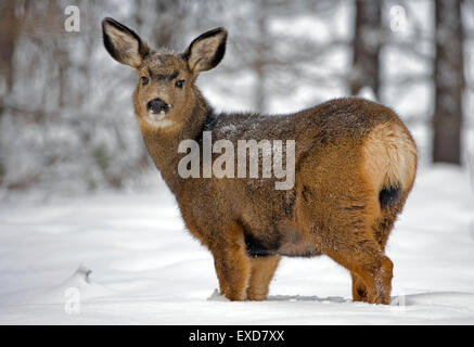 Mule Deer Doe in forest in deep snow Stock Photo