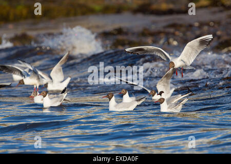 Black Headed Gull; Larus ridibundus Flock Feeding; Northumberland; UK Stock Photo