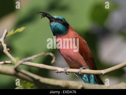 African Northern carmine bee-eater or Nubian bee eater (Merops nubicus) holding an insect he caught Stock Photo