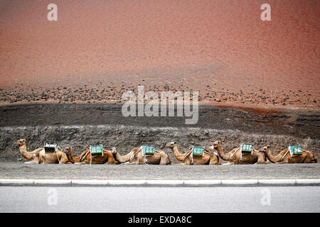 A train of six tourist Dromdary camels lying down resting. These camels are used to transport tourists up and down the Timanfaya volcano on Lanzarote Stock Photo