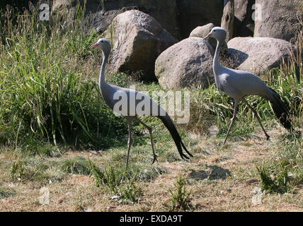 Pair of South African Blue Cranes (Grus paradisea, Anthropoides paradisea), a.k.a. Paradise or Stanley crane Stock Photo