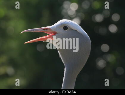 Closeup of the head of a South African Blue Crane (Grus paradisea, Anthropoides paradisea), a.k.a. Paradise or Stanley crane Stock Photo