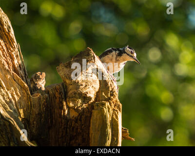 Single Female Great Spotted Woodpecker perched on an old dilapidated wooden tree stump, bathed in early evening sunlight. Stock Photo