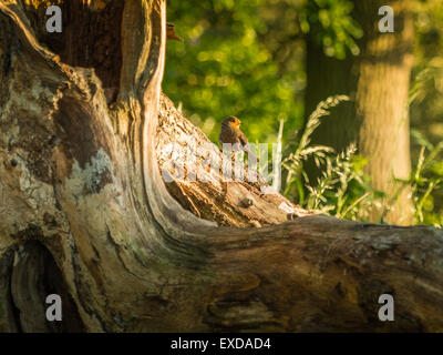 European Robin posturing on an old dilapidated wooden tree stump, bathed in early evening sunlight.