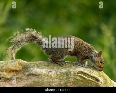 Single Grey Squirrel (Sciurus carolinensis) foraging in natural woodland countryside setting. Stock Photo
