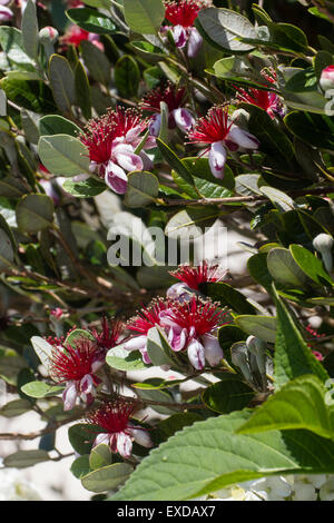 Edible July flowers of the pineapple guava, Acca sellowiana Stock Photo