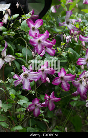 Flowers of the hardy, July to September blooming climber, Clematis viticella 'Minuet' Stock Photo