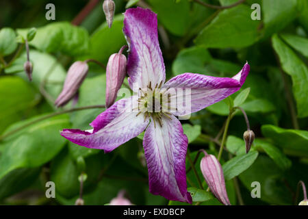 Flower of the hardy, July to September blooming climber, Clematis viticella 'Minuet' Stock Photo