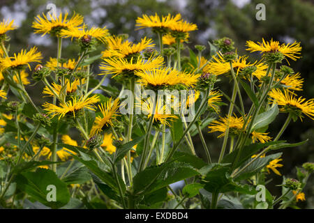 July flowers of the giant yellow daisy, Inula magnifica Stock Photo