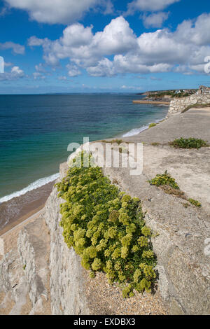 Rock Samphire; Crithmum maritimum Flower; Porthleven; Cornwall; UK Stock Photo