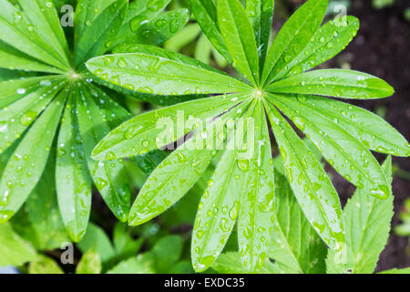Green Lupin Flower Leaf with Multiple Waterdrops Stock Photo