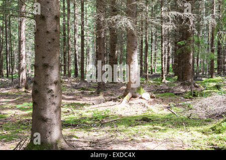 Various Pines in a Tightly Grown Pine Forest Stock Photo - Alamy