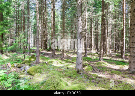 Various Pines in a Tightly Grown Pine Forest Stock Photo - Alamy