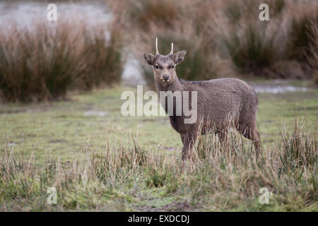 Sika Deer; Cervus nippon Single Male; Devon; UK Stock Photo