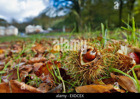 Sweet Chestnut Nuts; Castanea sativa Cornwall; UK Stock Photo